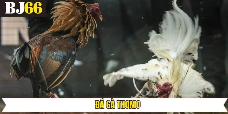 Đá Gà Thomo – Trải Nghiệm Sân Chơi Xuất Sắc Nhất Năm 2025