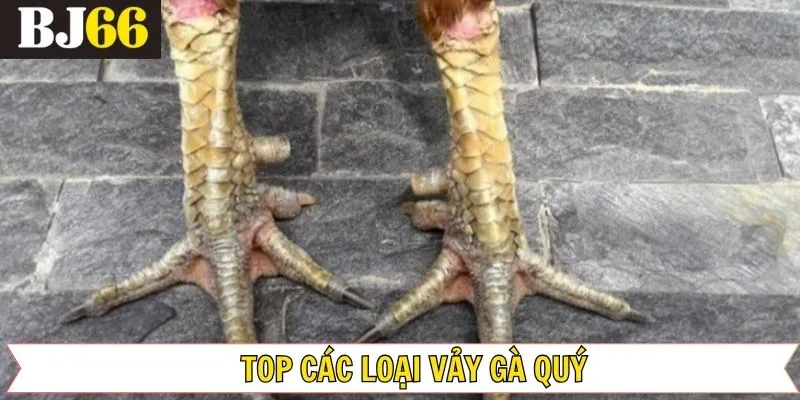 Top Các Loại Vảy Đá Gà Quý –  Bí Quyết Chọn Lựa Chiến Kê